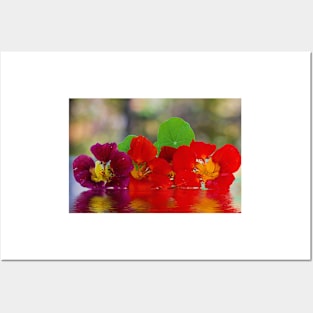 Three Nasturtiums Posters and Art